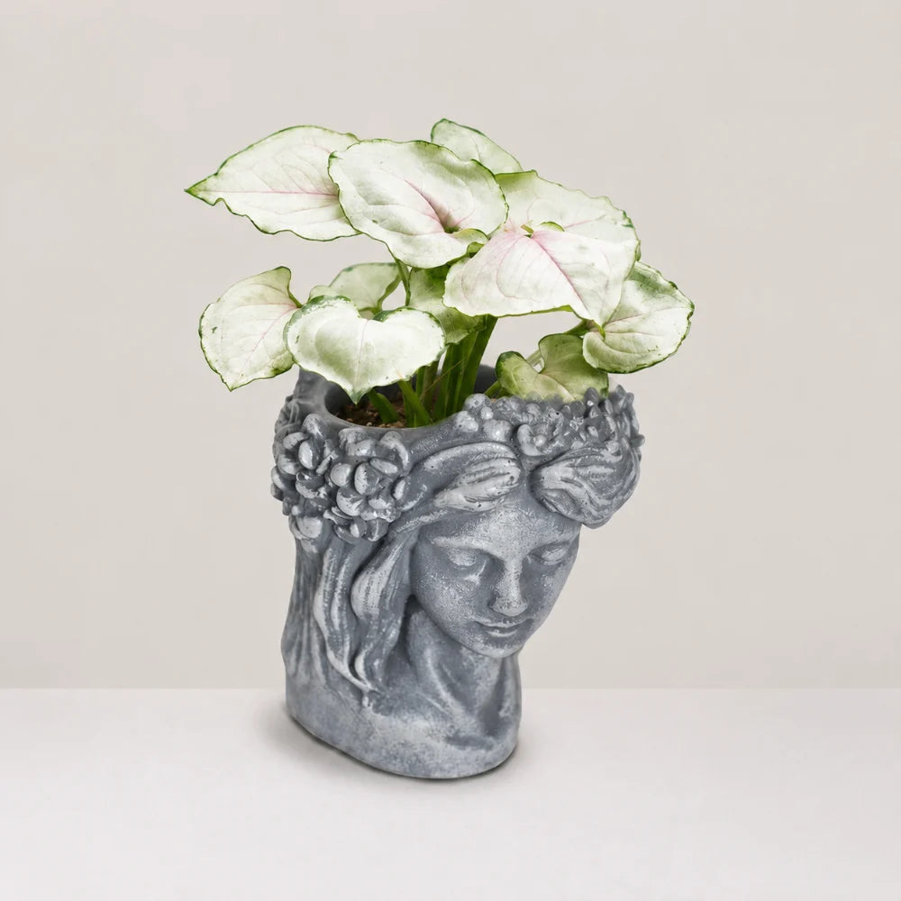 Aurora Planter Cover