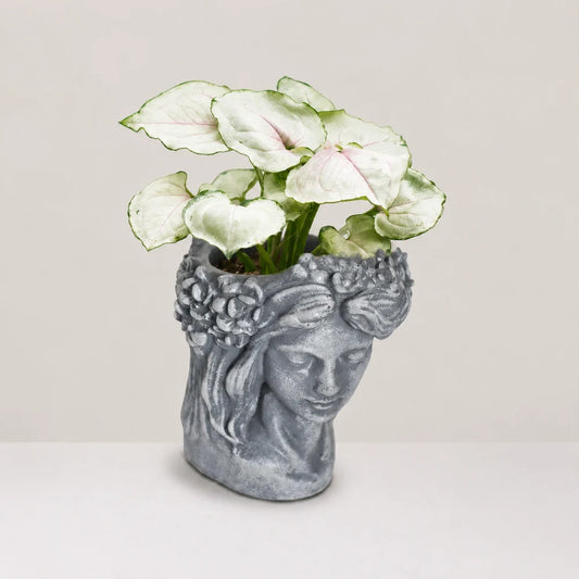 Aurora Planter Cover