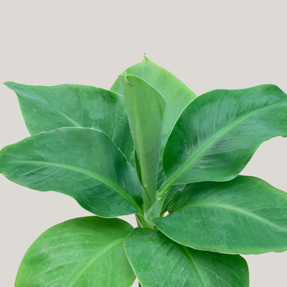 Dwarf Banana (Musa)