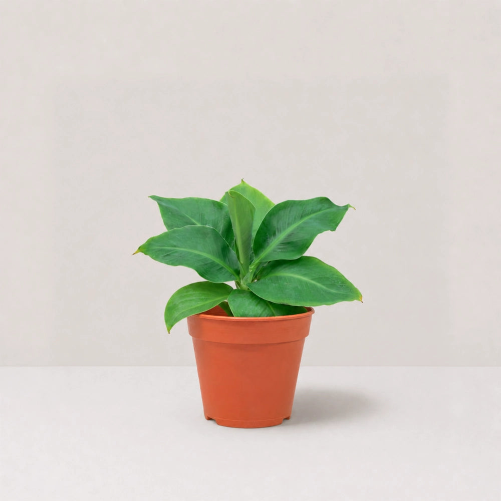 Dwarf Banana (Musa)
