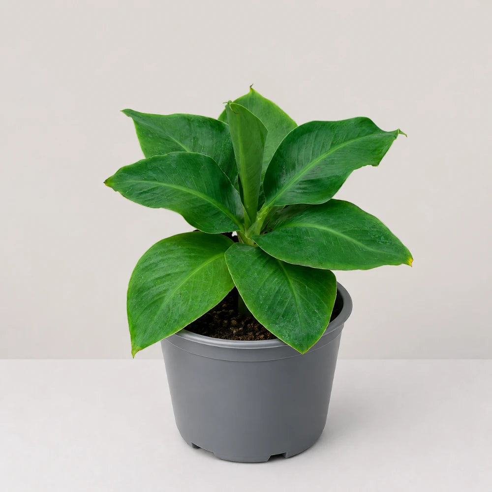 Dwarf Banana