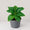 Dwarf Banana (Musa)