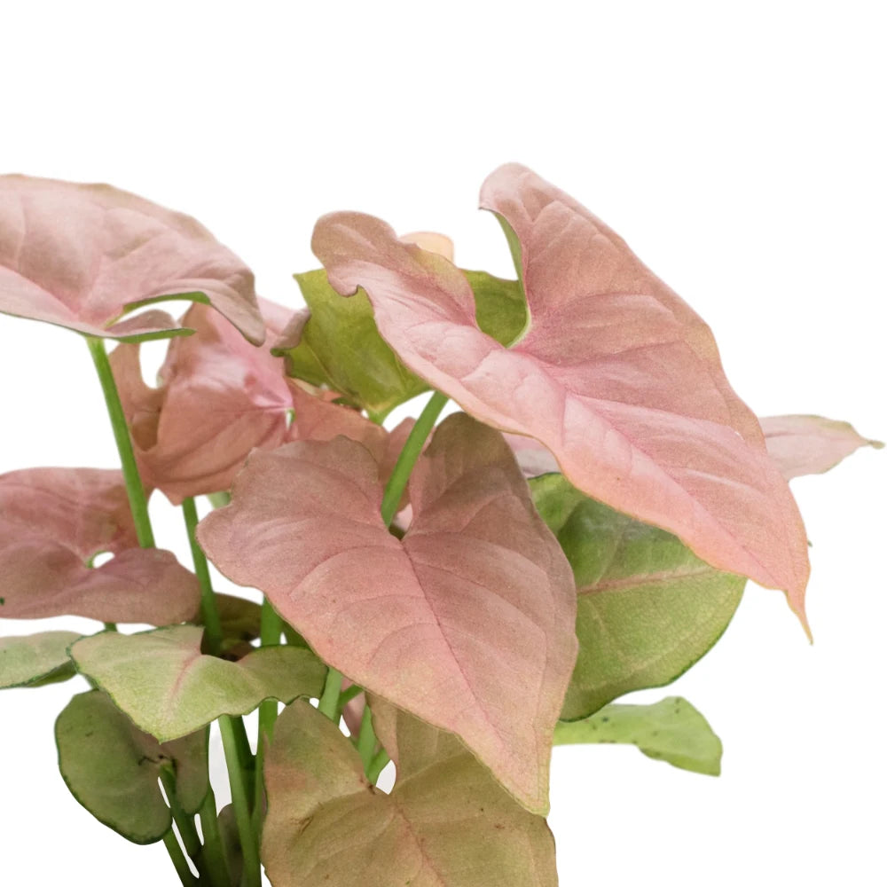 Neon Syngonium