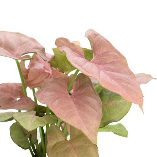 Neon Syngonium