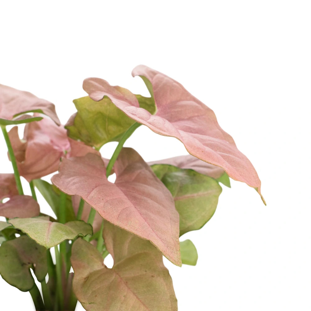 Neon Syngonium