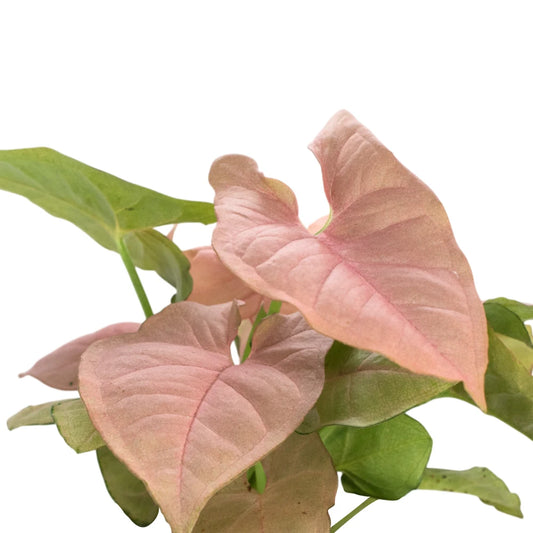 Neon Syngonium
