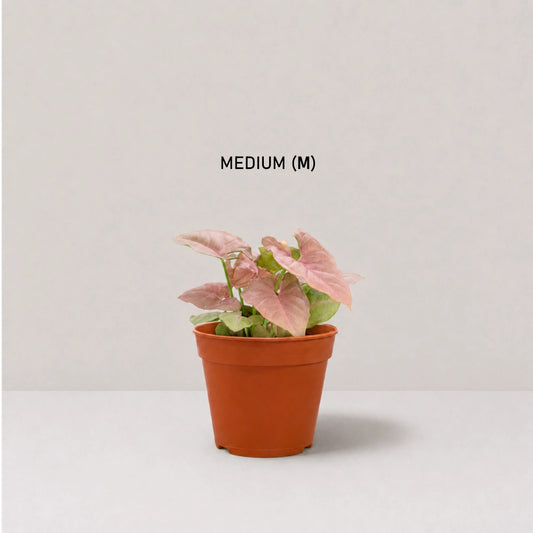 Neon Syngonium