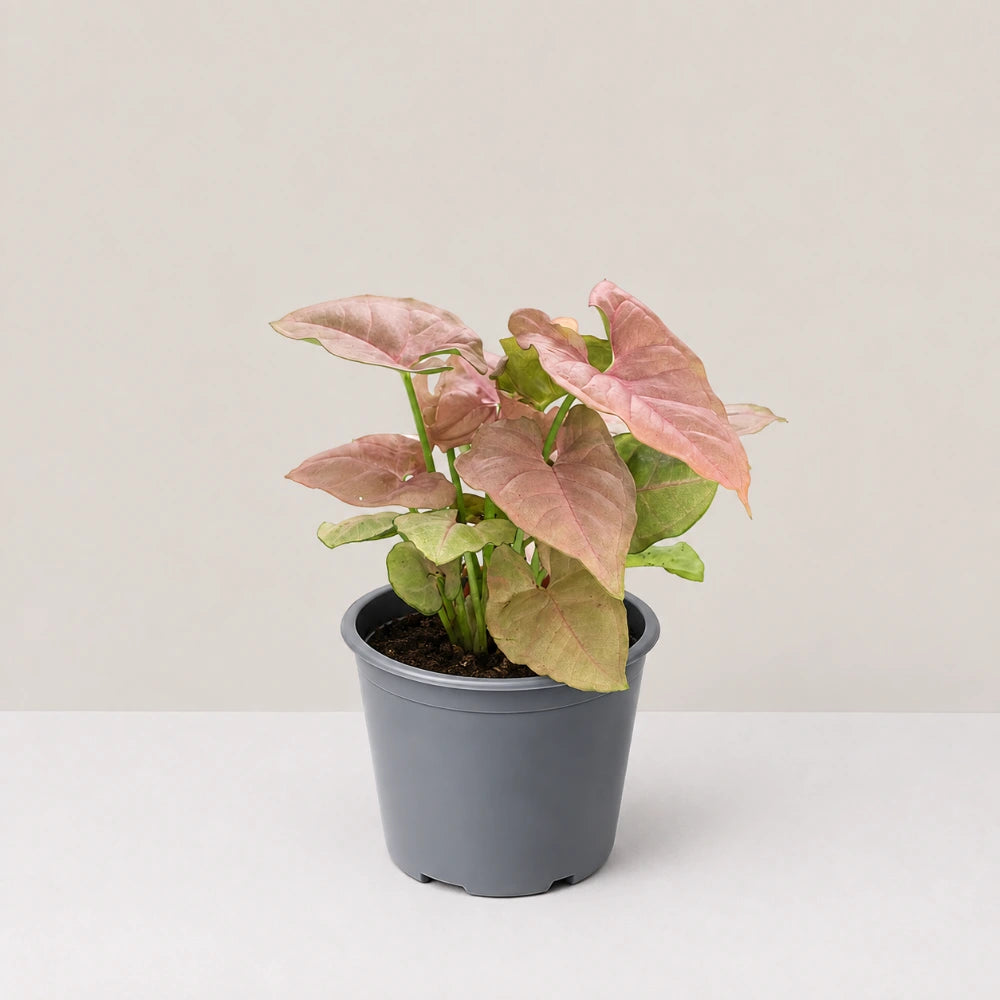 Neon Syngonium