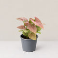 Neon Syngonium