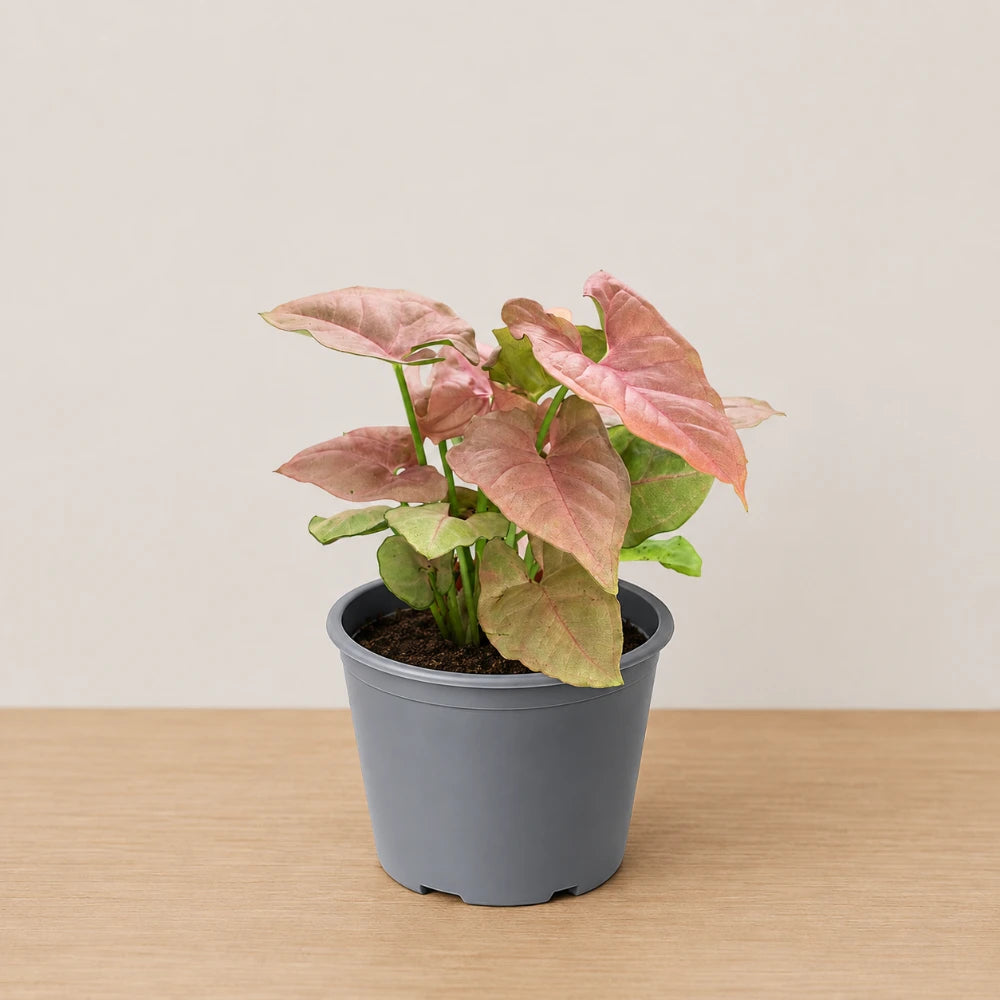 Neon Syngonium