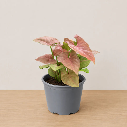 Neon Syngonium