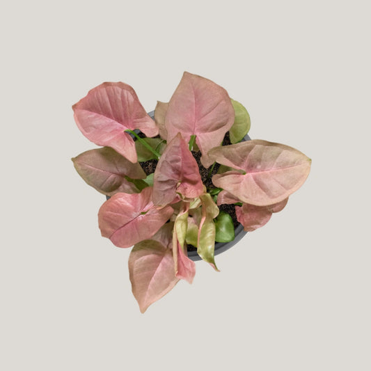 Neon Syngonium