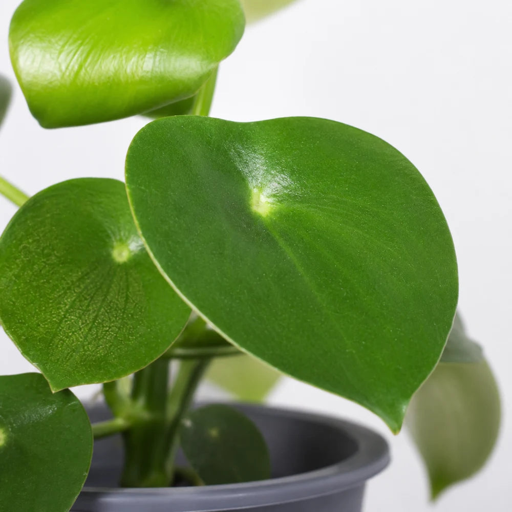 Peperomia Raindrop