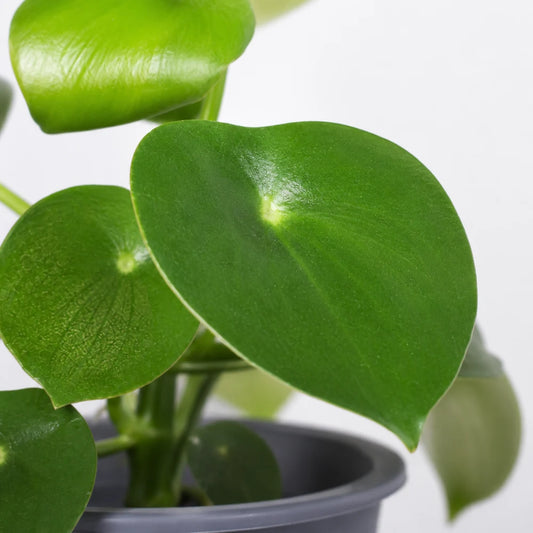 Peperomia Raindrop