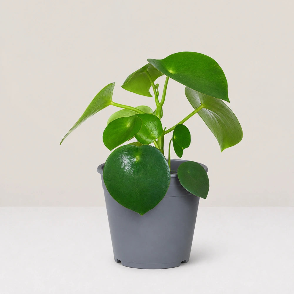 Peperomia Raindrop