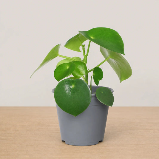 Peperomia Raindrop