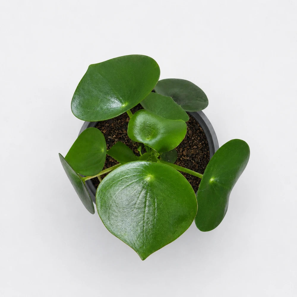 Peperomia Raindrop