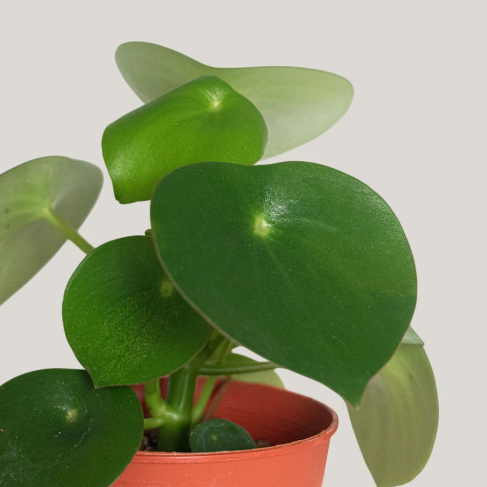 Peperomia Raindrop