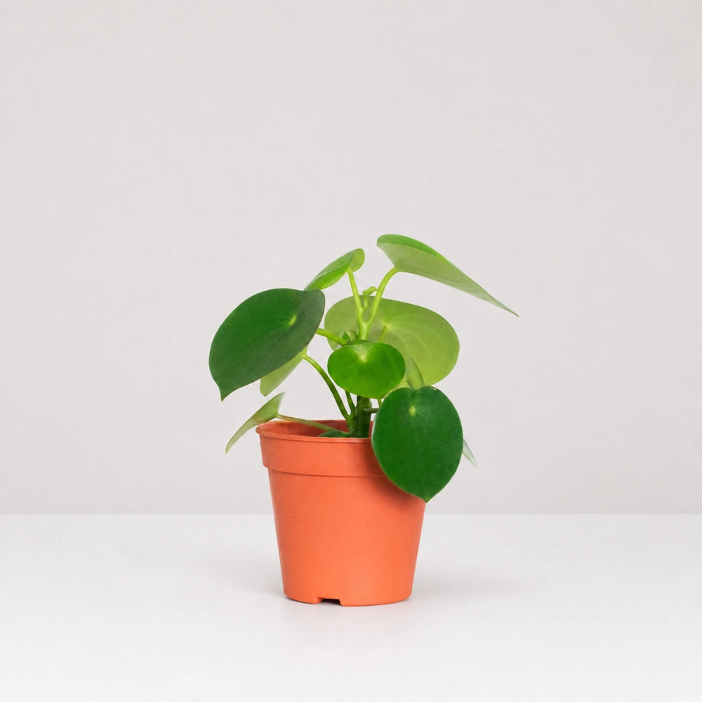 Peperomia Raindrop