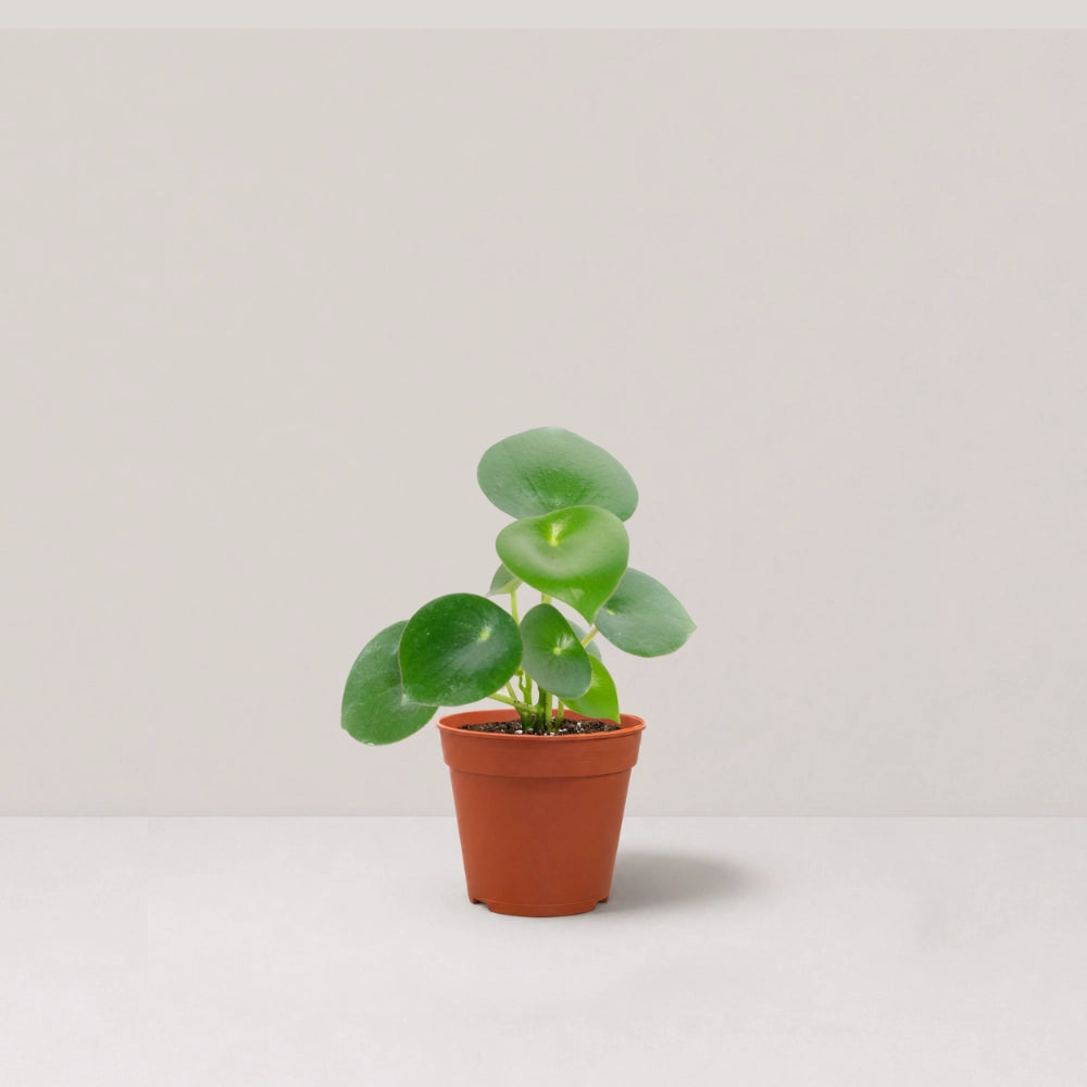 Peperomia Raindrop