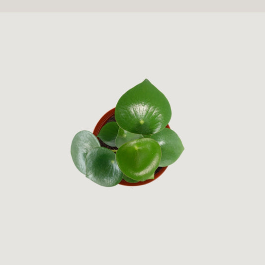 Peperomia Raindrop