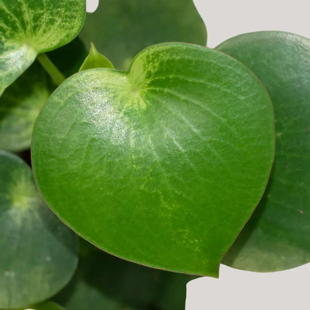 Peperomia Raindrop