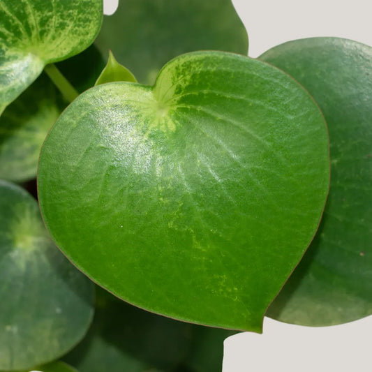 Peperomia Raindrop