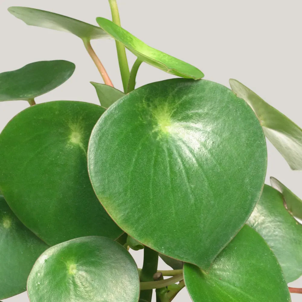 Peperomia Raindrop