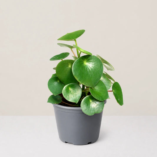 Peperomia Raindrop