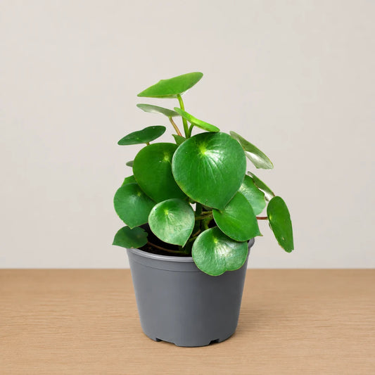 Peperomia Raindrop
