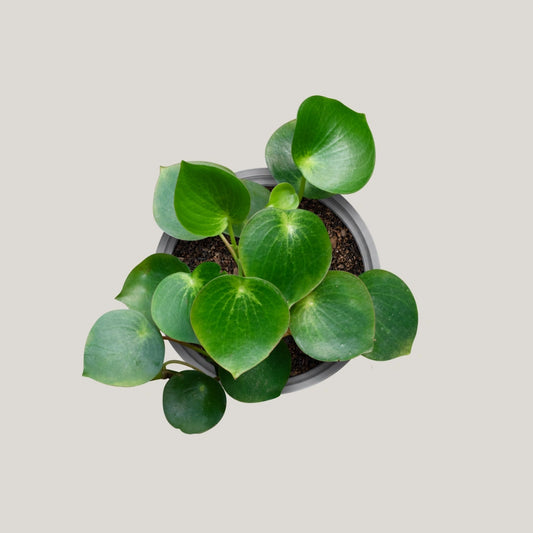 Peperomia Raindrop