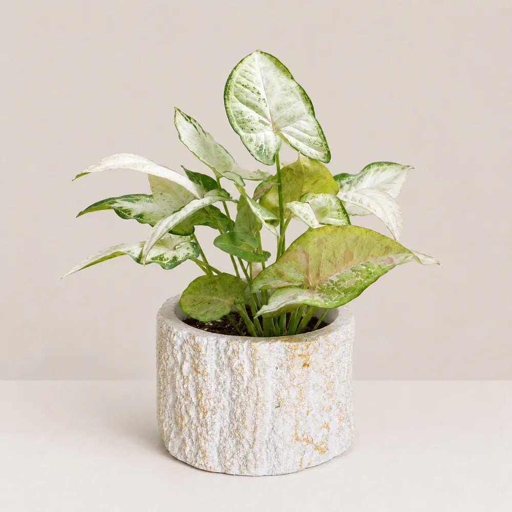 Terra Planter Cover