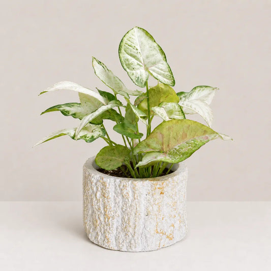 Terra Planter Cover