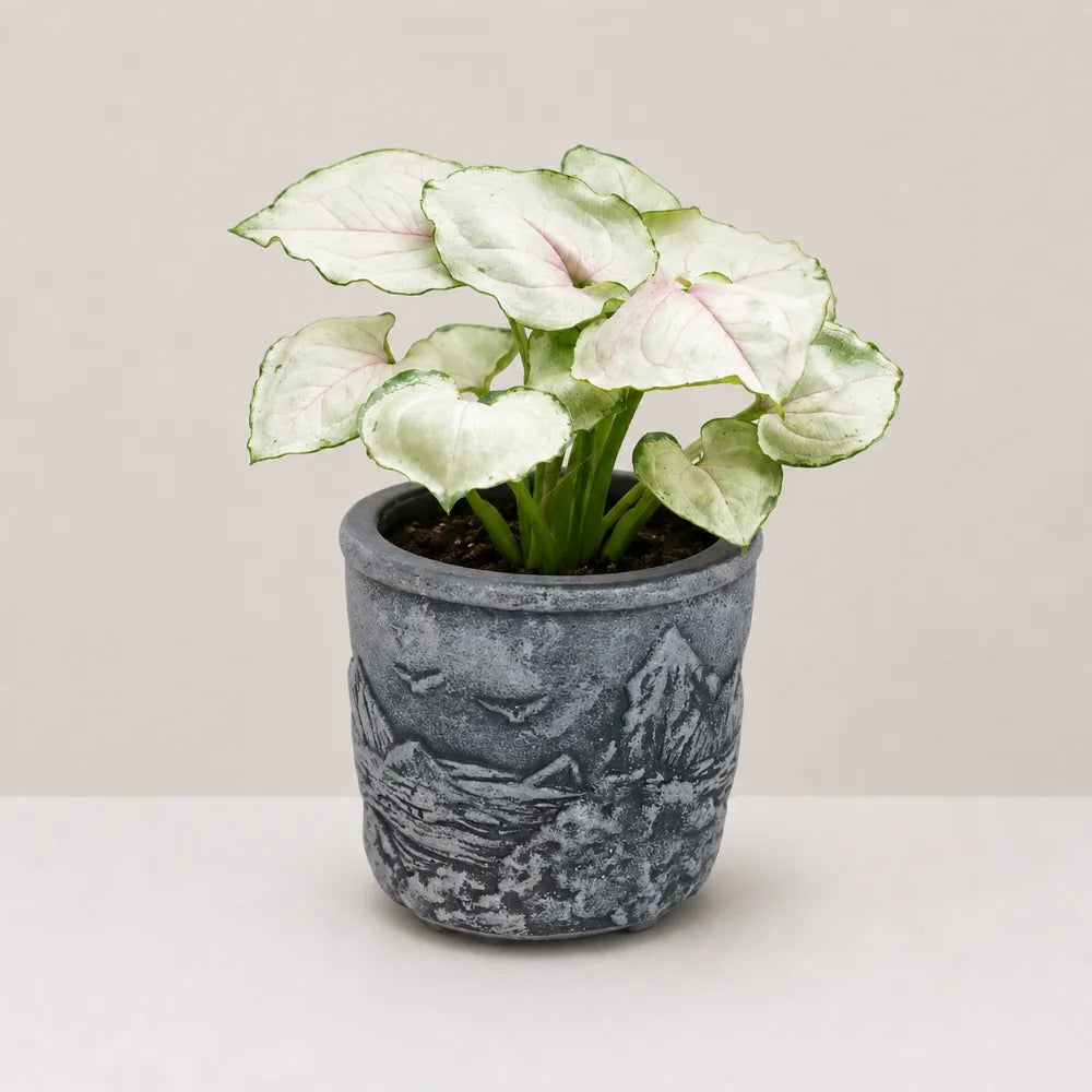 Summit Planter Cover