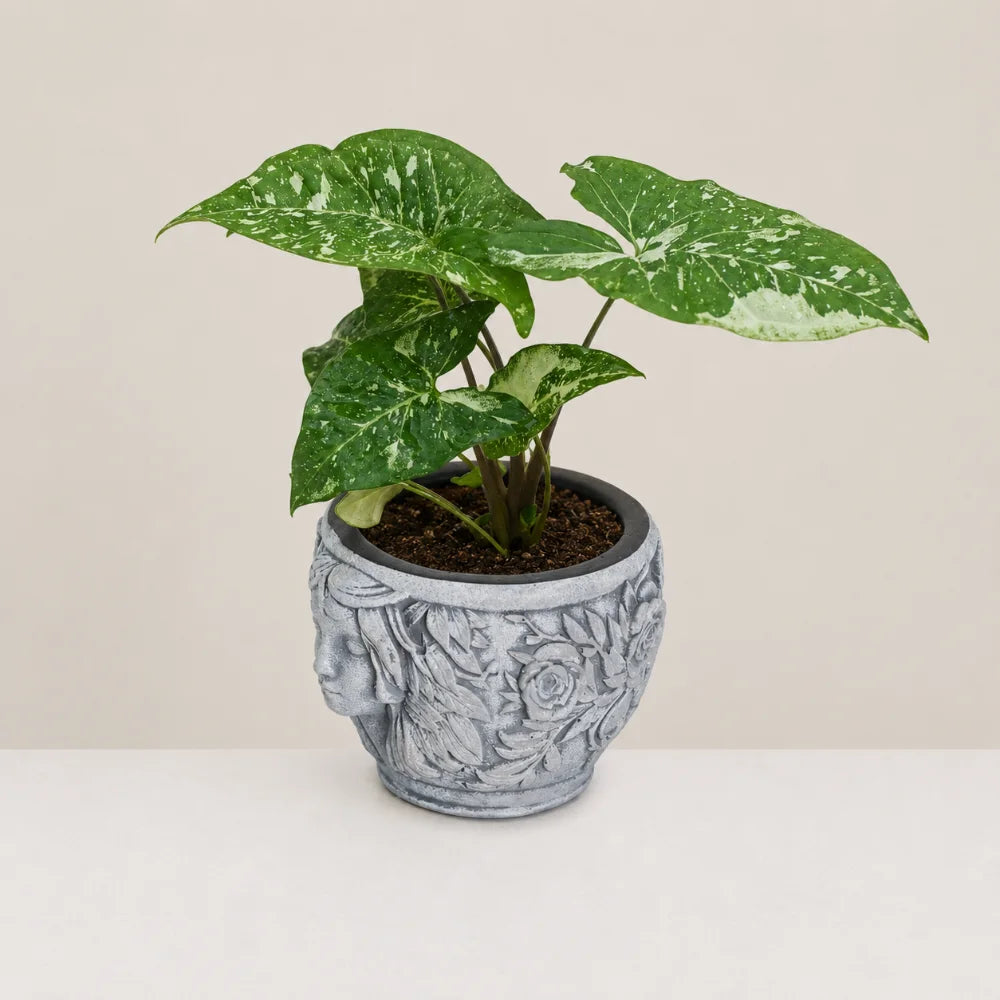 Muse Planter Cover