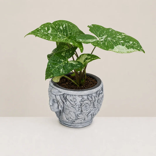 Muse Planter Cover