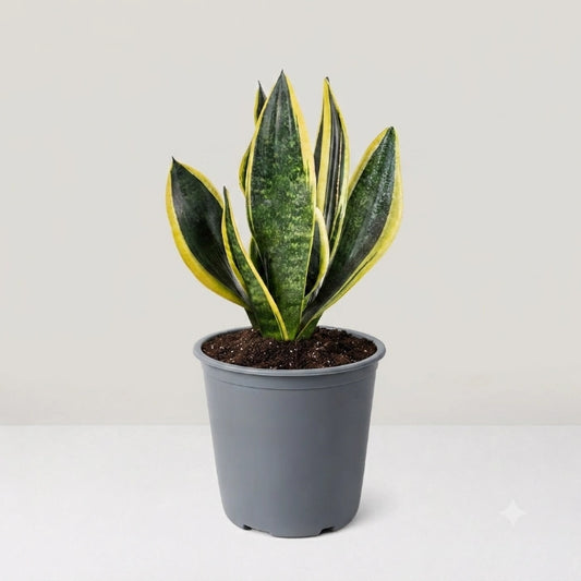 Sansevieria Superba