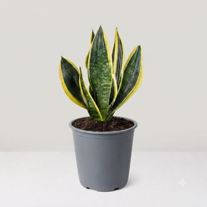 Sansevieria Superba