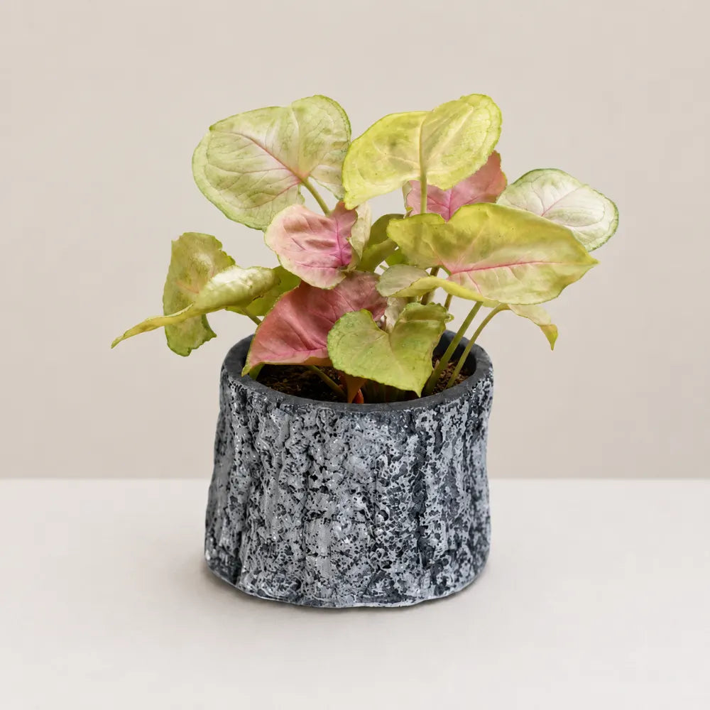 Terra Planter Cover
