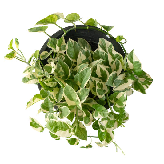 Epipremnum Enjoy (Clump / Hanging Pot)