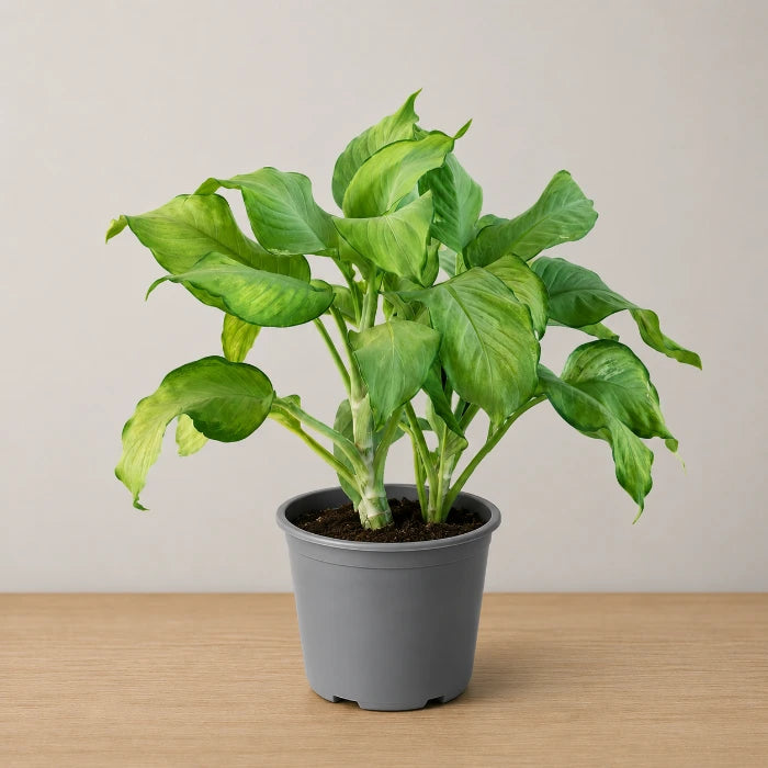 Dieffenbachia Lime Glow