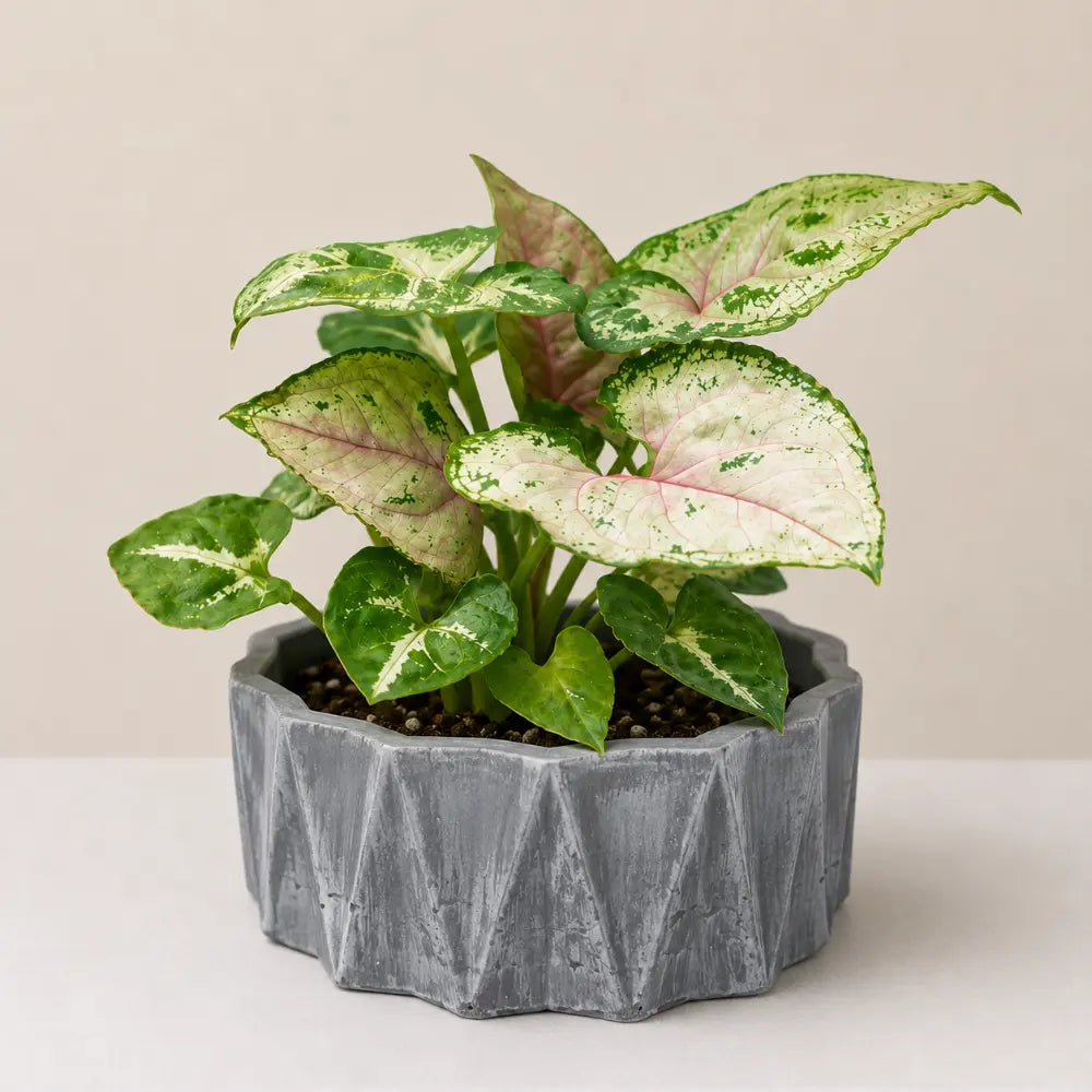 Facet Planter Cover