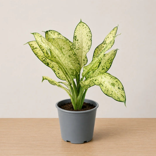 Dieffenbachia Sarah