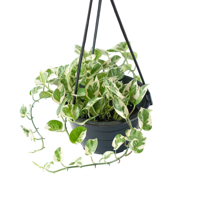 Epipremnum Enjoy (Clump / Hanging Pot)