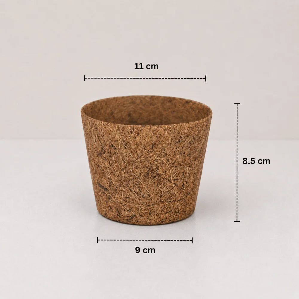 Coco Natural Planter
