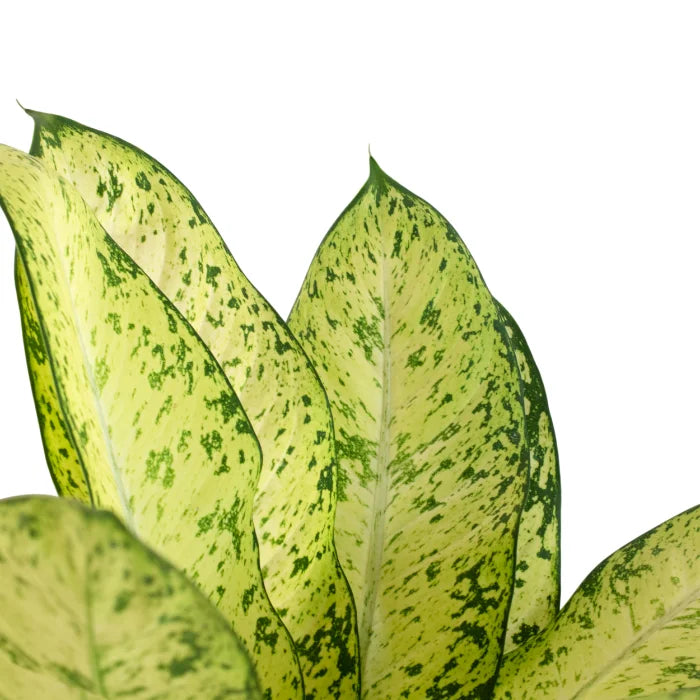 Dieffenbachia Sarah