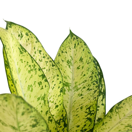 Dieffenbachia Sarah
