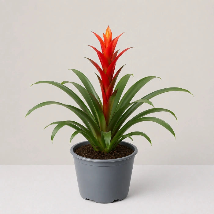 Guzmania Phoenix