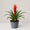 Guzmania Phoenix