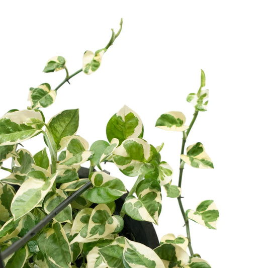 Epipremnum Enjoy (Clump / Hanging Pot)